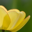 69 Blume DDD_3645 Kopie